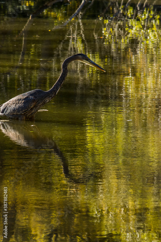 Young Heron walking though calm water