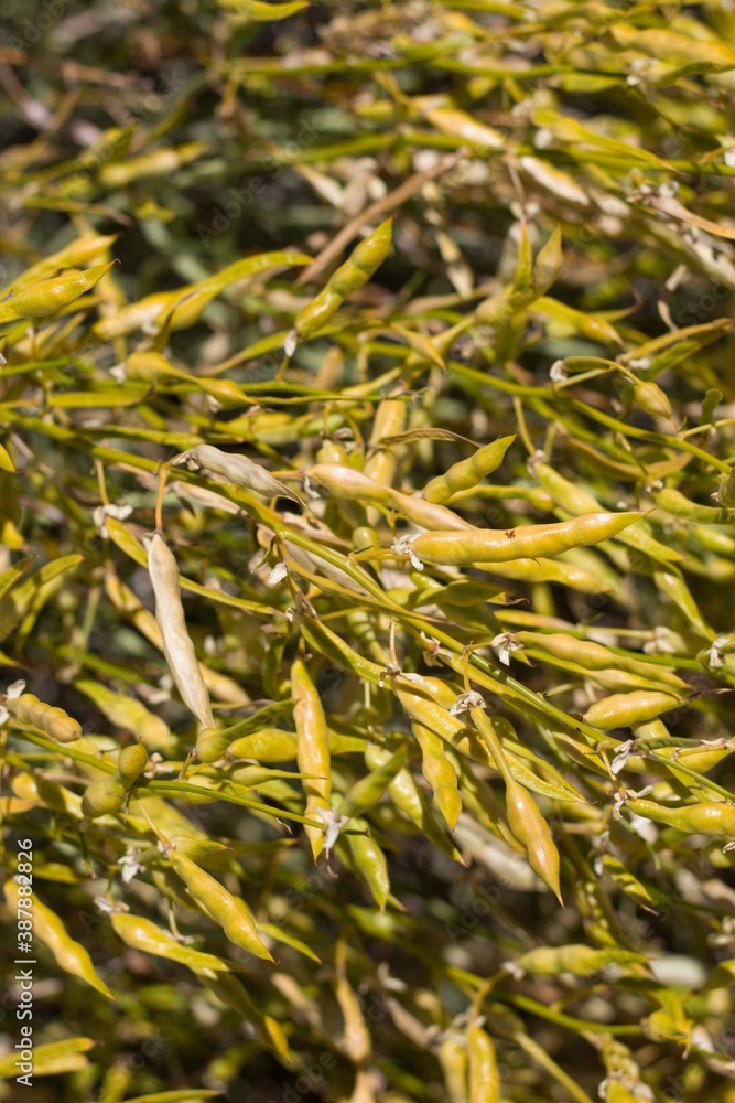 Yellow green mature dehiscent legume fruit of Desert Yellowspine, Senna Armata, Fabaceae, native hermaphroditic perennial shrub in the periphery of Twentynine Palms, Southern Mojave Desert, Summer.