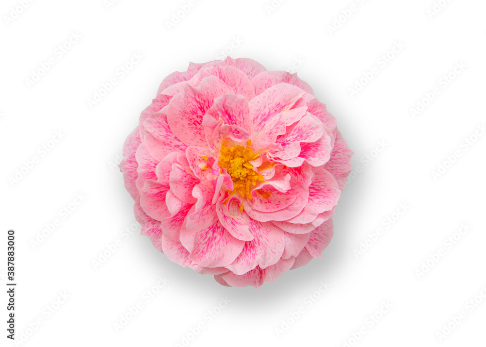 Beautiful pink flowers on a white background Beautiful pink flowers on a white background