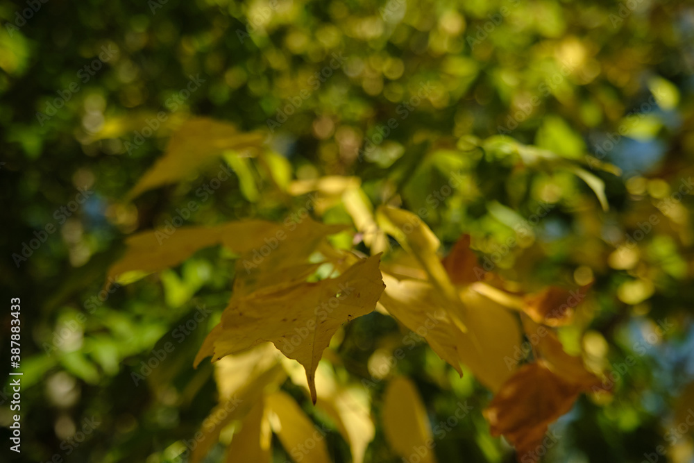 autumn yellow leaves on trees autumn yellow leaves on trees