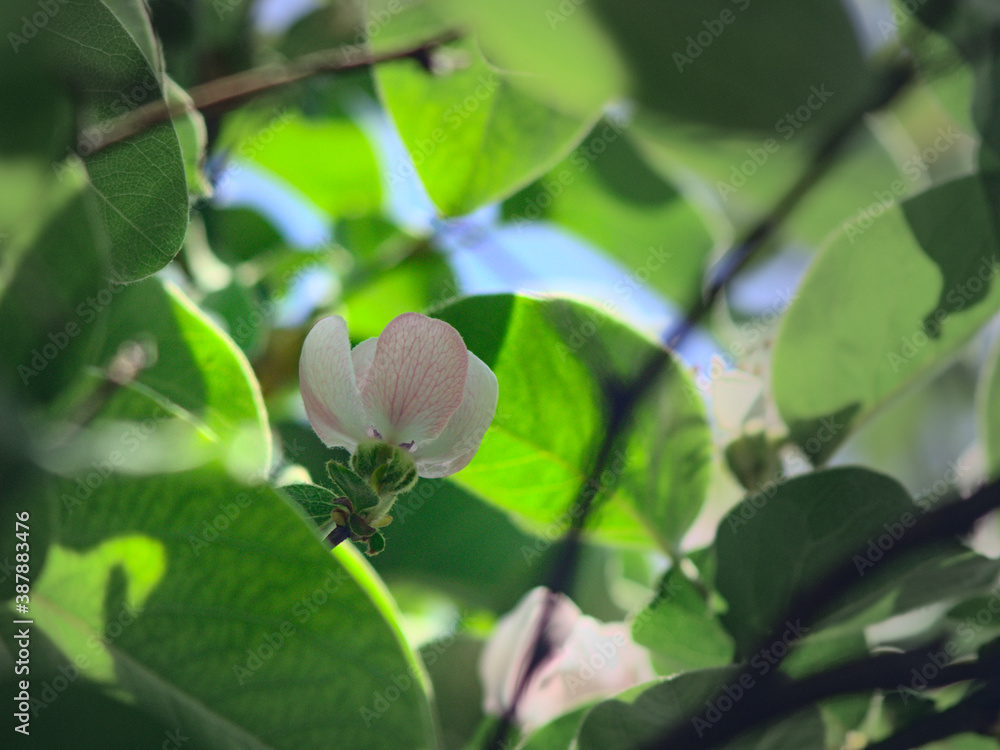 flor de el membrillo, flor blanca con rosado flor de el membrillo, flor blanca con rosado