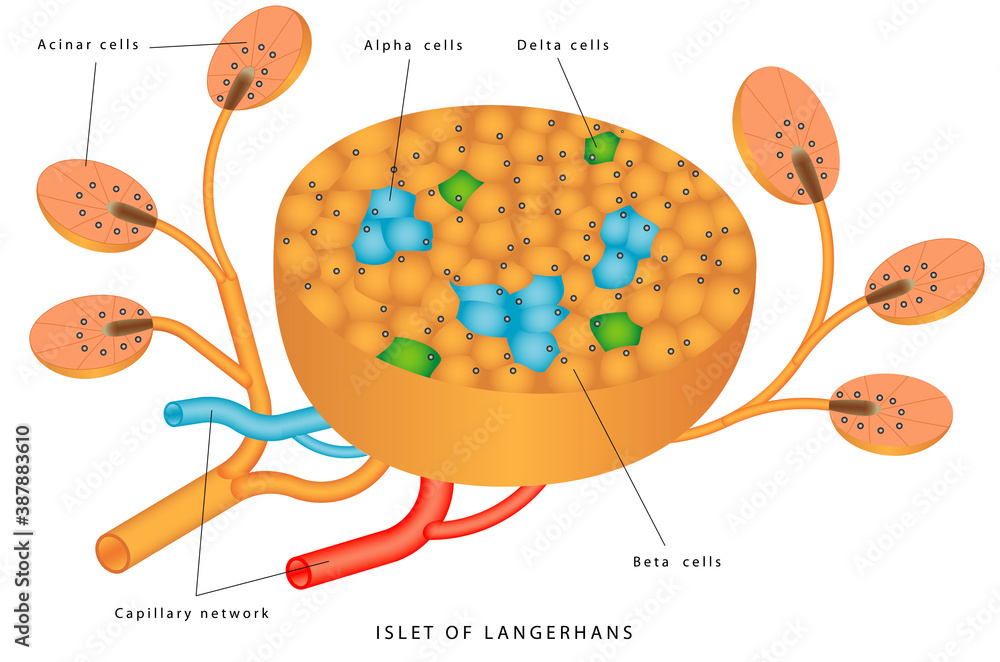 Pancreatic islet. The islets of Langerhans are responsible for