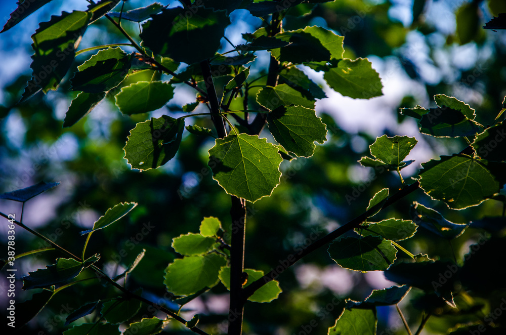 Fototapeta premium the sun's rays break through the birch leaves. Thick morning fog