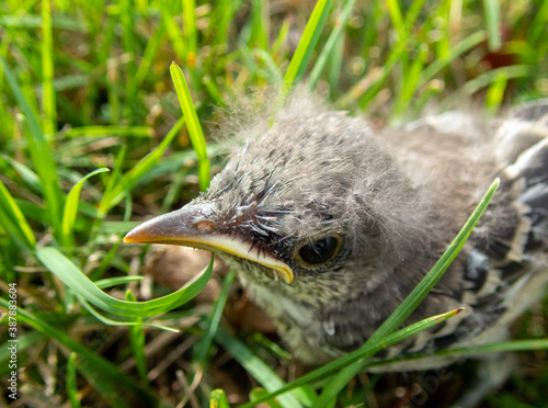 Bild auf Leinwand This baby bird has been lost or abandoned in the grass in Missouri and looks lost and forlorn and very sad and lonely