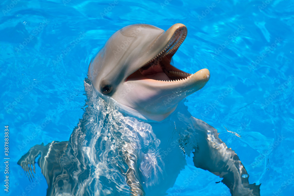 Obraz premium Smiling dolphin