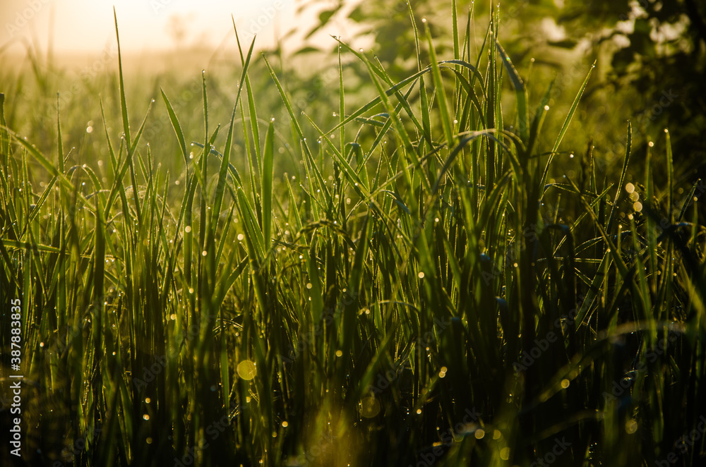 in the morning mist and dew. The sun's rays pass through the lush greenery.