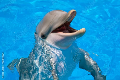 Fototapeta Smiling dolphin