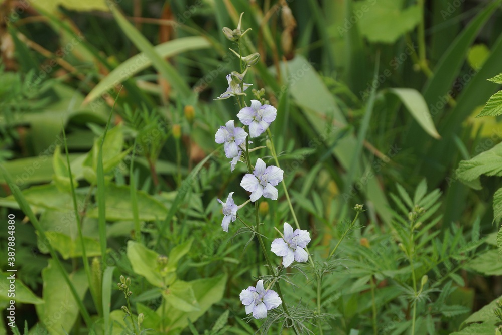 small wild blue white flowers bells on a green stem among vegetation in nature small wild blue white flowers bells on a green stem among vegetation in nature