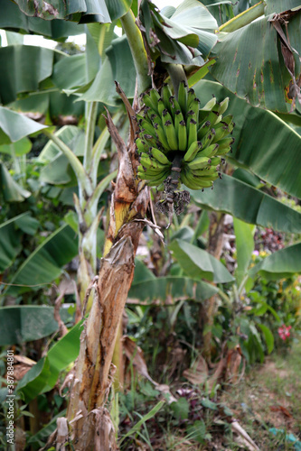 mata de sao joao, bahia / brazil - october 25, 2020: banana fruit plantation on a farm in the rural area of the city of Mata de Sao Joao. photo