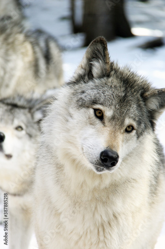 A group of grey wolves standing in snow