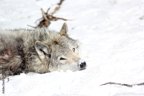 White wolf relaxing in the snow