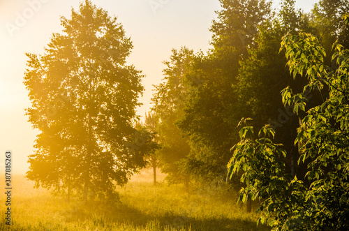 morning mist. Sunlight penetrates through birches and coniferous trees