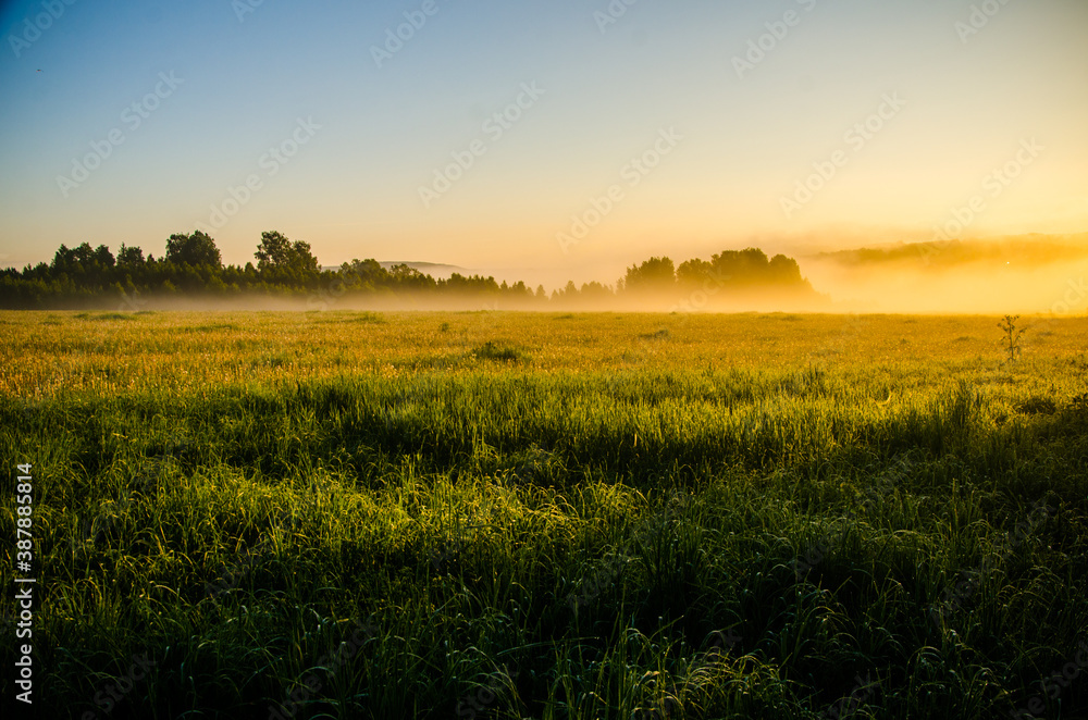 in the morning mist and dew. The sun's rays pass through the lush greenery.