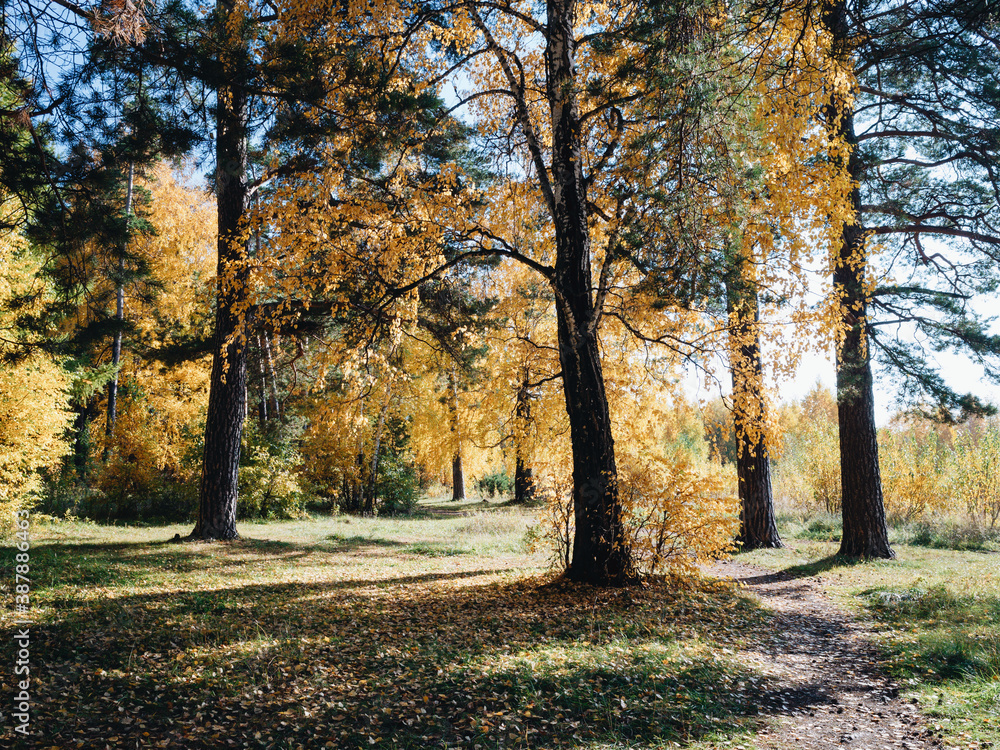 Naklejka premium Autumn forest with a tall trees. Golden leaves on the trees.
