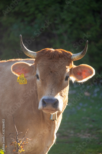 Straight on view of an orange cow with horns looking straight, wearing a golden bell and a yellow marking tag on its ear. Surrounded by trees in the nature