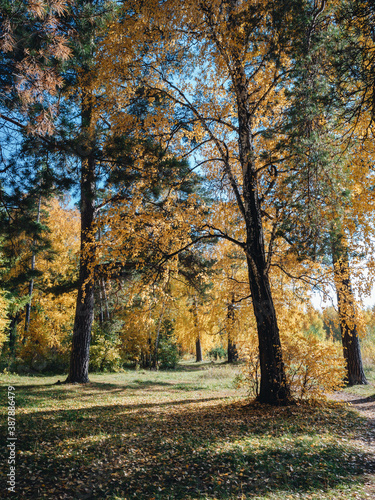 Autumn forest with a tall trees. Golden leaves on the trees.
