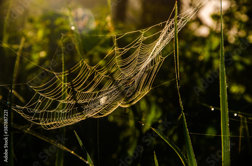 cobwebs in the morning mist. Juicy greens.