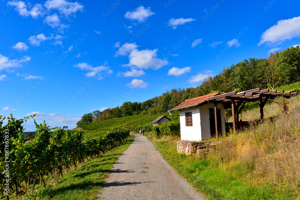 Weinberg Apostelgarten Michelbach / Stadt Alzenau im unterfränkischen Landkreis Aschaffenburg
