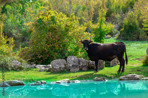 Brown cow standing on the edge of a bright blue tiny pond. Bright green colors of the sourrounding area, rocky pasture hidden in the forest of Dalmatia called Rajcica wells with multiple water ponds photo