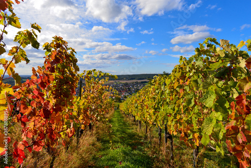 Weinberg Apostelgarten Michelbach / Stadt Alzenau im unterfränkischen Landkreis Aschaffenburg