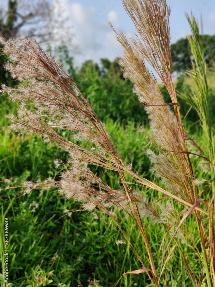 Tall Grass #1 Tall Grass #1