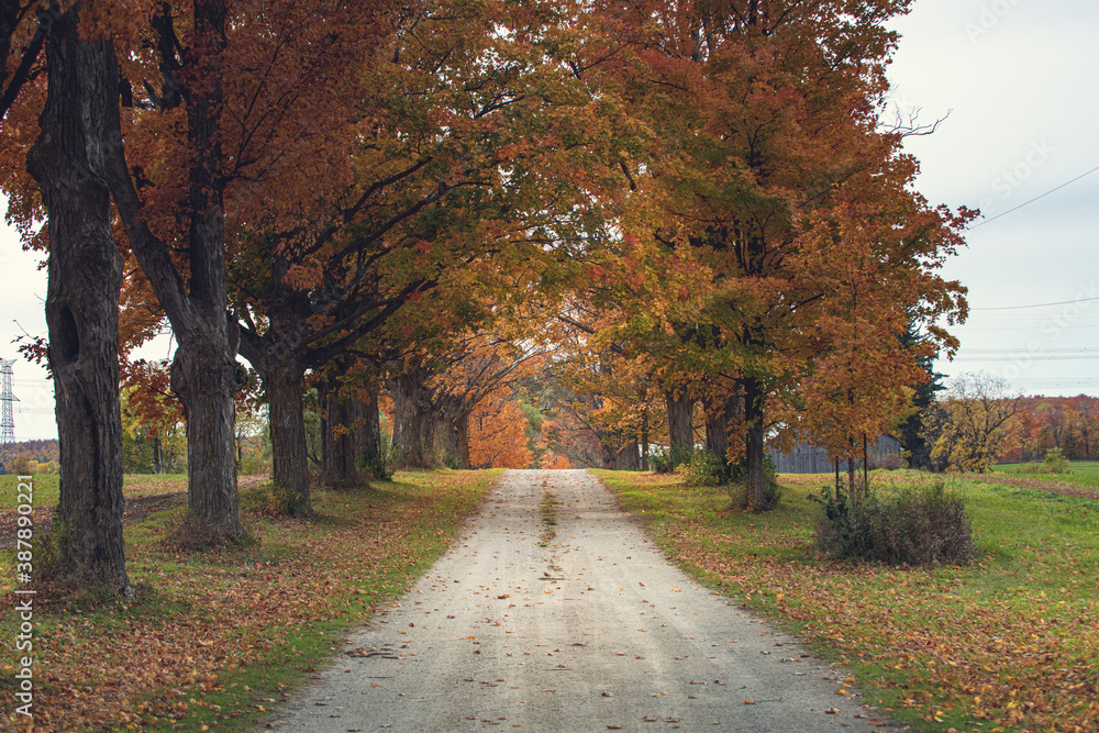 Naklejka premium Autumn lane way surrounded by old growth maple tree. 
