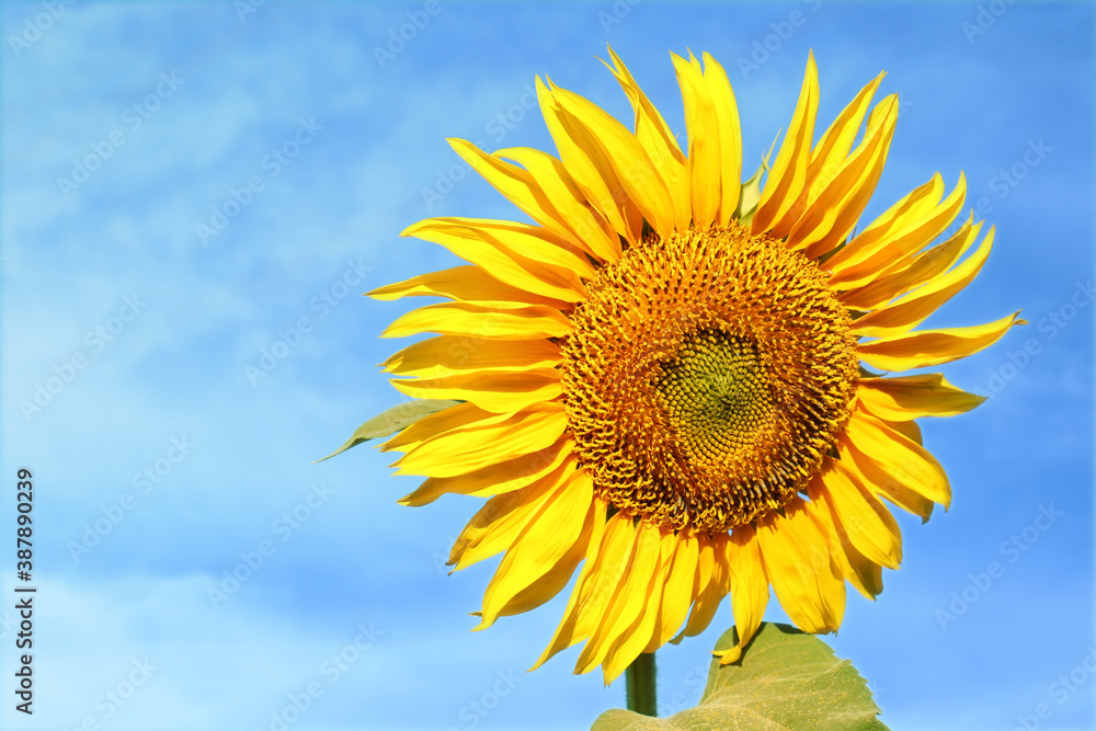 Beautiful blooming sunflower outdoors on summer day, closeup. Space for text Beautiful blooming sunflower outdoors on summer day, closeup. Space for text