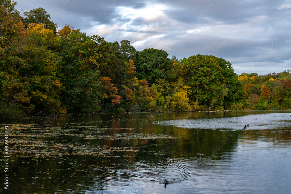 Hudson River in upstate New York in autumn colors. Vibrant colorful trees along the riverbank and some ducks swimming in the water Hudson River in upstate New York in autumn colors. Vibrant colorful trees along the riverbank and some ducks swimming in the water