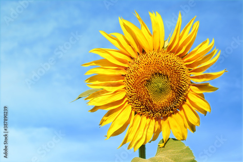 Beautiful blooming sunflower outdoors on summer day, closeup. Space for text