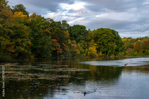 Hudson River in upstate New York in autumn colors. Vibrant colorful trees along the riverbank and some ducks swimming in the water