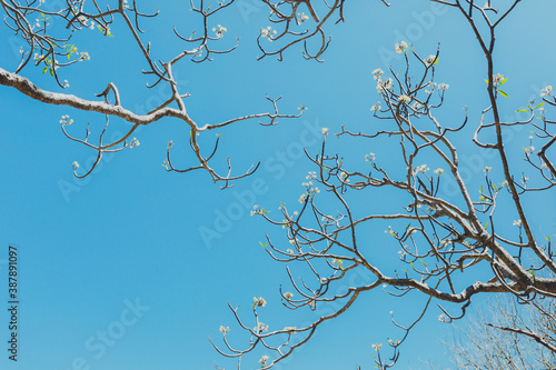 branches against sky