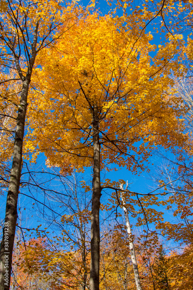 Autumn maple stunning colour color
Autumn maple stunning colour color
