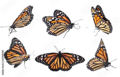 Set of beautiful monarch butterflies on white background © New Africa