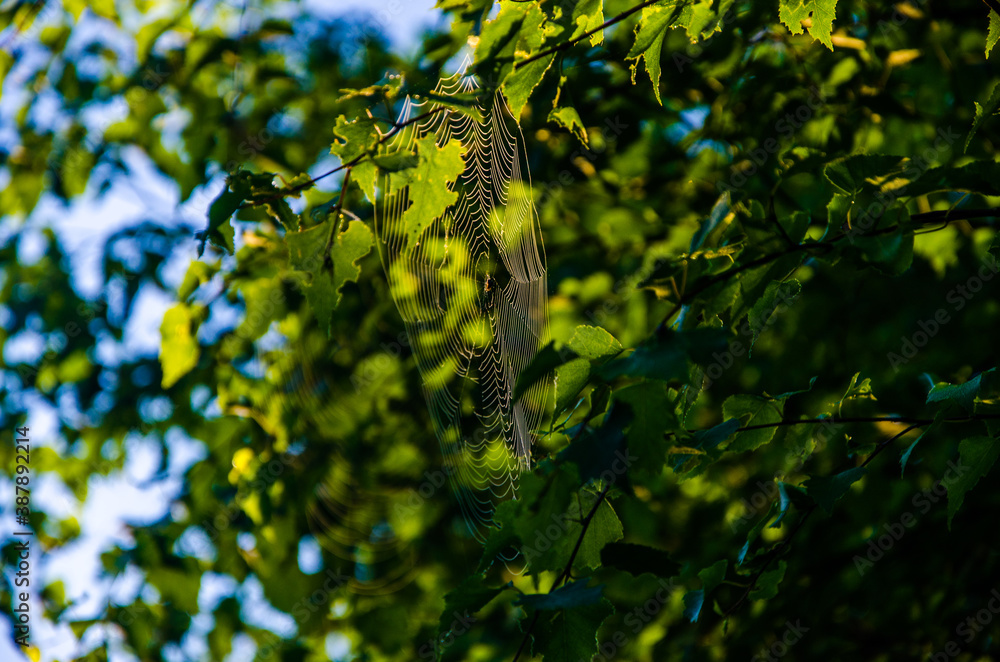 the sun's rays break through the birch leaves. Thick morning fog the sun's rays break through the birch leaves. Thick morning fog