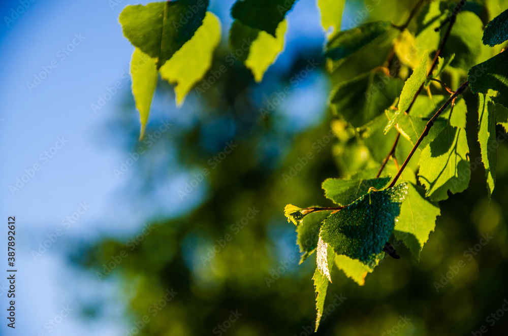 Obraz premium the sun's rays break through the birch leaves. Thick morning fog