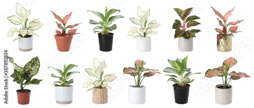 Set of Aglaonema plants for house on white background. Banner design photo