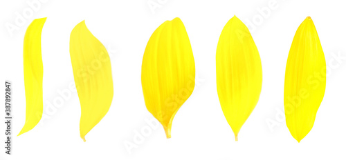 Fototapeta Naklejka Na Ścianę i Meble -  Bright yellow sunflower petals on white background, banner design
