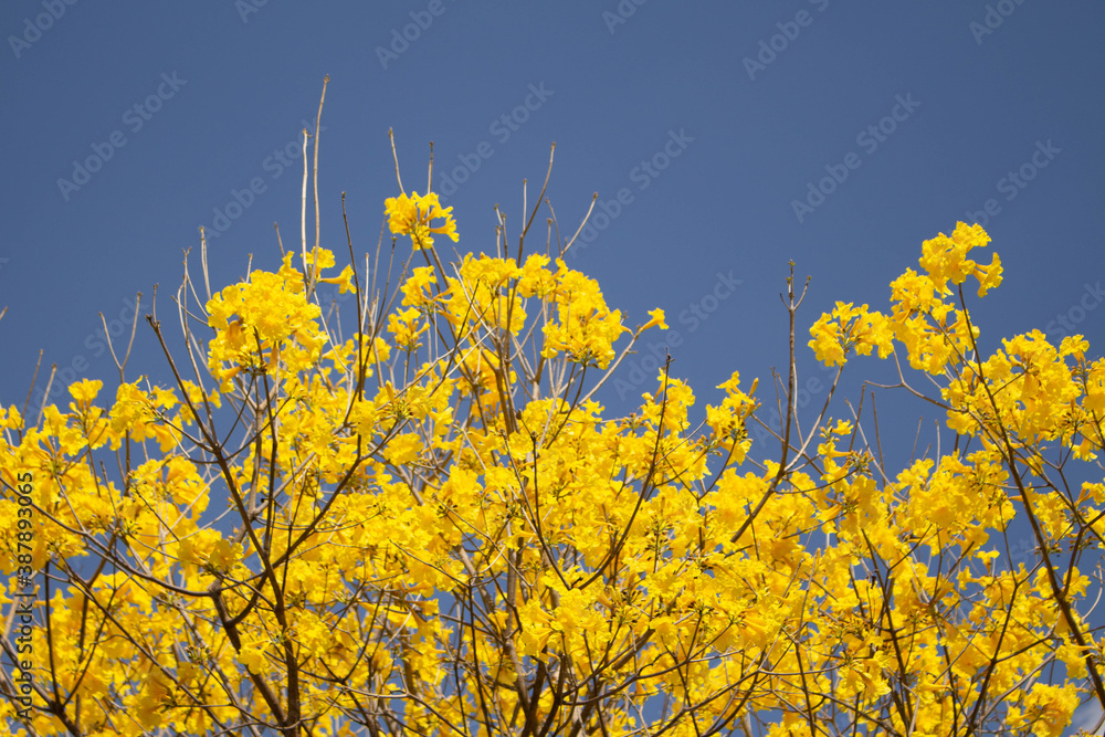 Obraz premium ipê amarelo