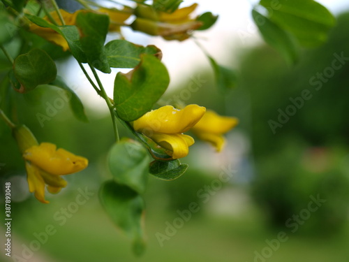 Yellow flowers with green leaves. Close-up.