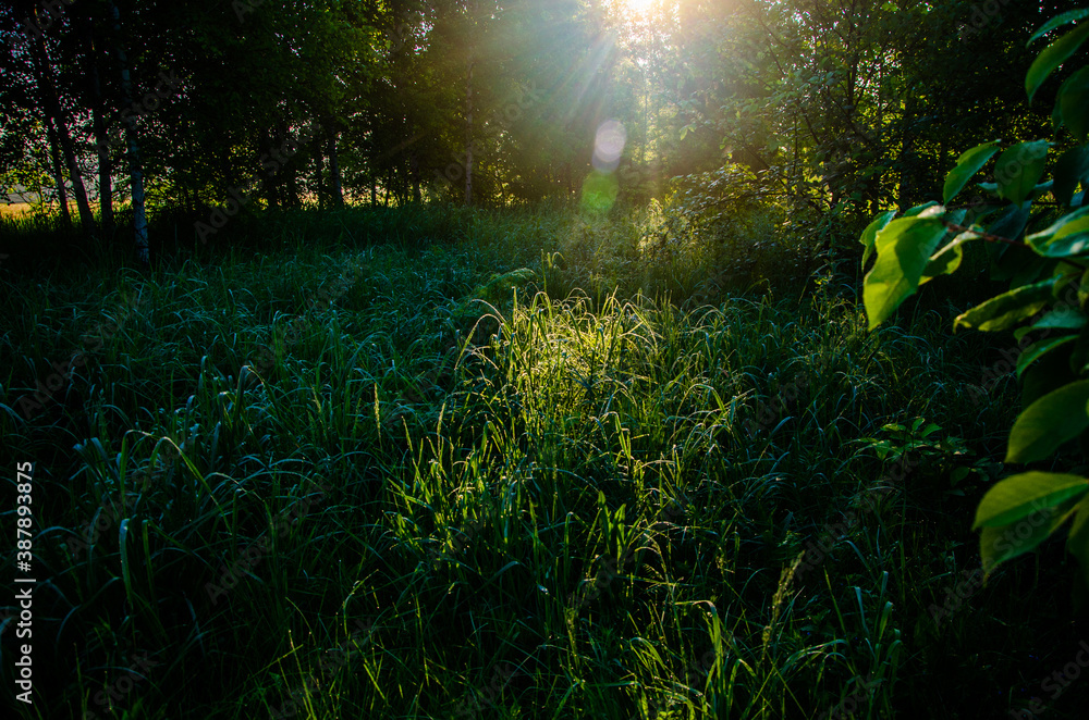 Obraz premium the sun's rays break through the birch leaves. Thick morning fog