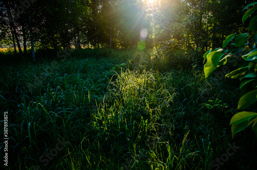 the sun s rays break through the birch leaves. Thick morning fog