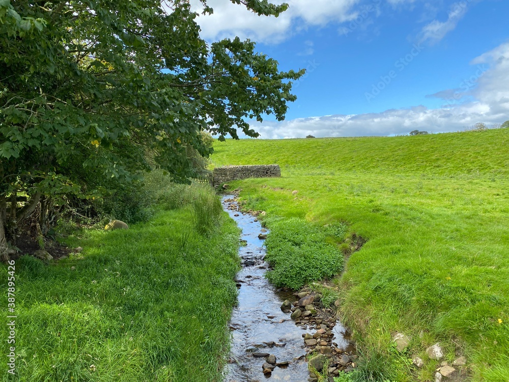 Stream, running down the edge of a field, with trees overhanging near, Addingham, Ilkley, UK