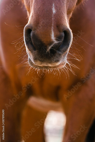close up of a horse © Carissa