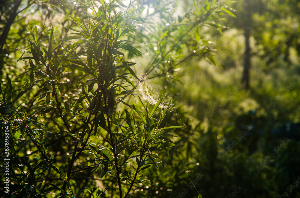 Fototapeta premium yarrow in the frost and morning mist by the pond