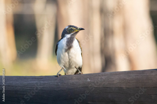 Young blue-faced honey eater