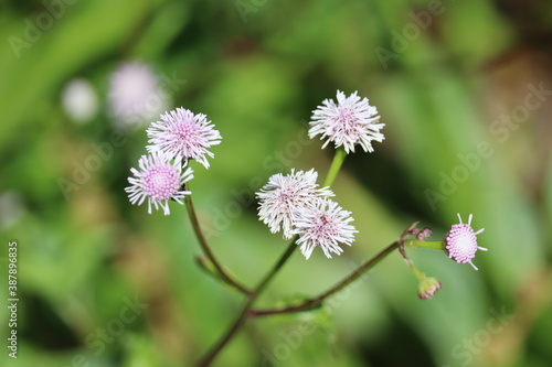 Flor