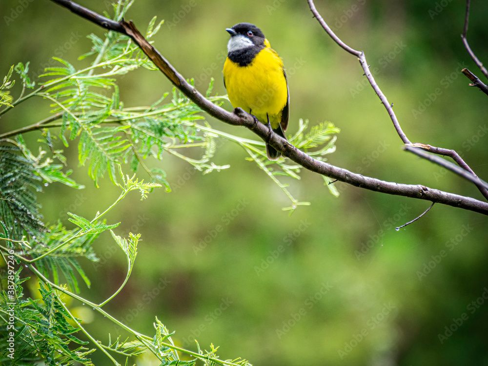Obraz premium Golden Whistler On Branch