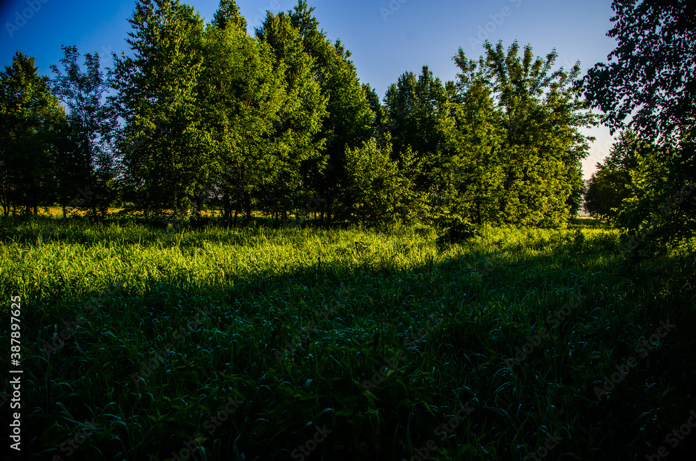 Obraz premium the sun's rays break through the birch leaves. Thick morning fog
