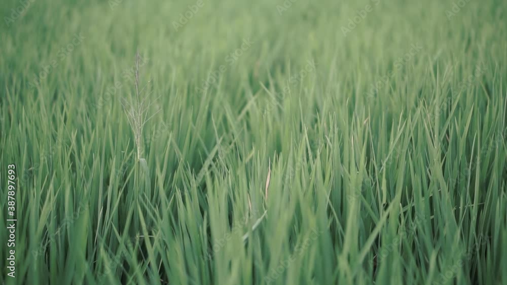 rice paddy or grass in the smooth wind rice paddy or grass in the smooth wind