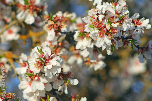Almond Blossoms